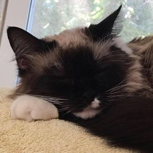 Meet your Posher, Angie